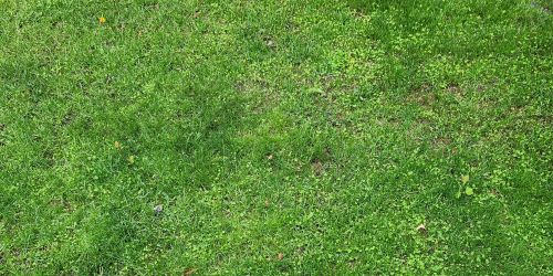 Full green canopy established in July