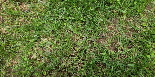 Germination - thin new grass blades in June