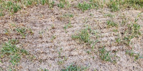 Soil prep and seeding in May