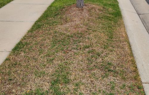 Parkway Strip before Treatment
